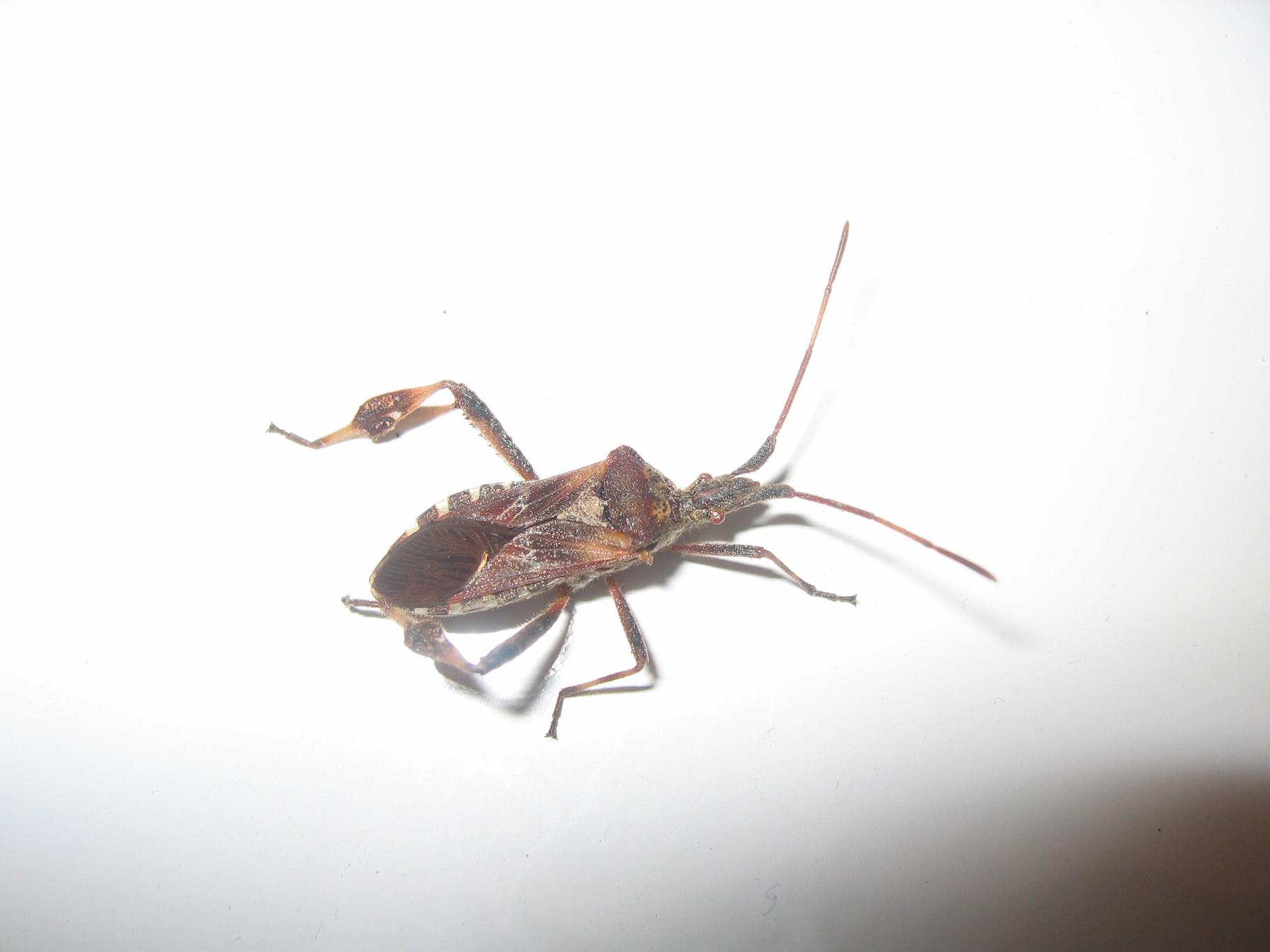 Leptoglossus occidentalis